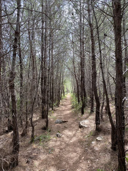 Türkiye 'nin Kemer kentindeki bir ormandan geçeceğiz. Bir patikası olan ferahlatıcı bir bahar ormanı.