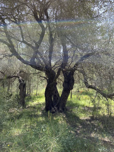 Een Verfrissend Voorjaarsbos Met Een Pad Oude Bomen Bos Met — Stockfoto