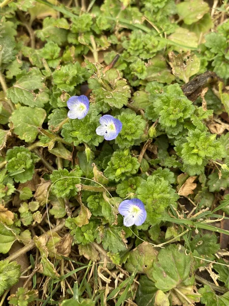 Prachtige Bloemenveld Van Baby Blauwe Ogen Menzies Baby Blauwe Ogen — Stockfoto