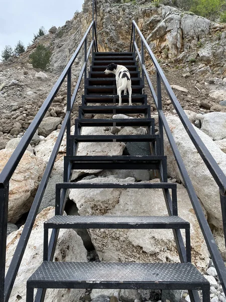 Прогулянка Собакою Сходах Самотній Пес Сидить Старих Сходах Пес Піднімається — стокове фото