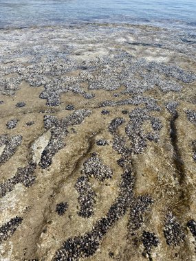 Kayalara bağlı deniz kabukluları çok güzel. Hafta içi öğlen manzarası var. Antalya, Kemer 'deki kayalara bivalf yumuşakçaları yerleştirilmiş.
