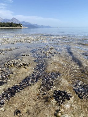 Kayalara bağlı deniz kabukluları çok güzel. Hafta içi öğlen manzarası var. Antalya, Kemer 'deki kayalara bivalf yumuşakçaları yerleştirilmiş.