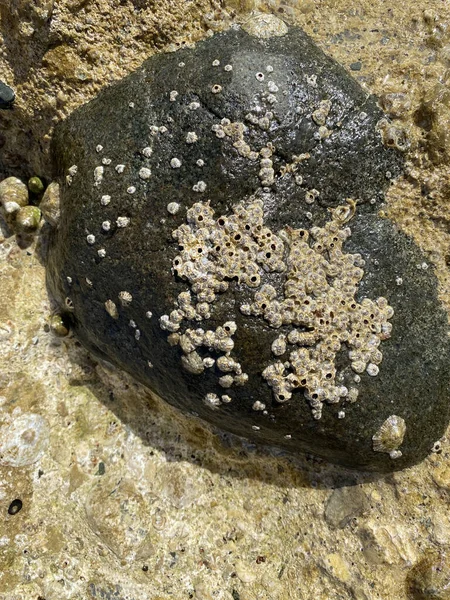 Meerespolypen Muscheln Auf Dem Meeresboden Textur Und Nahaufnahme — Stockfoto