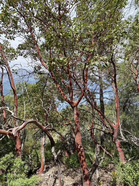 Griechischer Erdbeerbaum Oder Arbutus Andrachne Mit Rotem Stamm Und Zweigen — Stockfoto