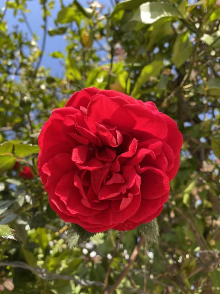 Ramo Rosas Rojas Jardín Mangueras Son Hermosas Con Hermoso Día —  Fotos de Stock