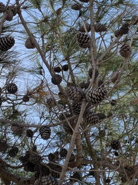 Çam ağacındaki koniler. Mavi gökyüzüne karşı kozalaklı çam dalı.