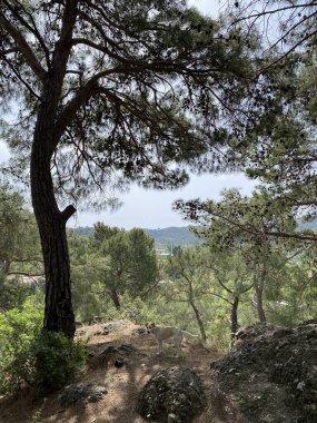 Türkiye 'nin Akdeniz kıyısındaki Antalya ilinde yeşillik ve kaya oluşumlarına sahip güzel bir çalılık manzarası. Türkiye 'nin Kemer kentinin panoramik manzarası. Yükseklerden Akdeniz kıyısındaki çam ağaçlarına bak.. 