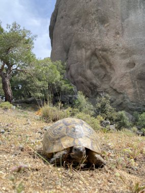 Türkiye dağlarında yaz mevsiminde kara kaplumbağası, kapat