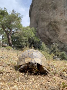 Türkiye dağlarında yaz mevsiminde kara kaplumbağası, kapat
