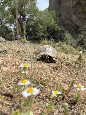 Türkiye dağlarında yaz mevsiminde kara kaplumbağası, kapat