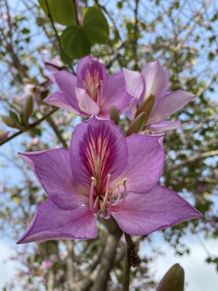 Bladverliezende Magnoliaboom Met Schotel Tulp Vormige Bloemen Volle Bloei Tijdens — Stockfoto