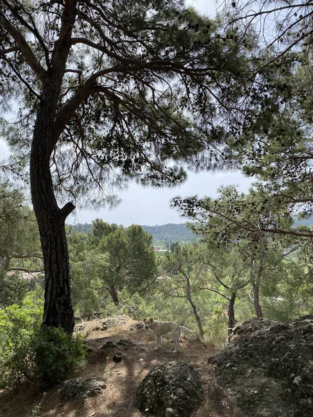 Türkiye 'nin Akdeniz kıyısındaki Antalya ilinde yeşillik ve kaya oluşumlarına sahip güzel bir çalılık manzarası. Türkiye 'nin Kemer kentinin panoramik manzarası. Yükseklerden Akdeniz kıyısındaki çam ağaçlarına bak.. 