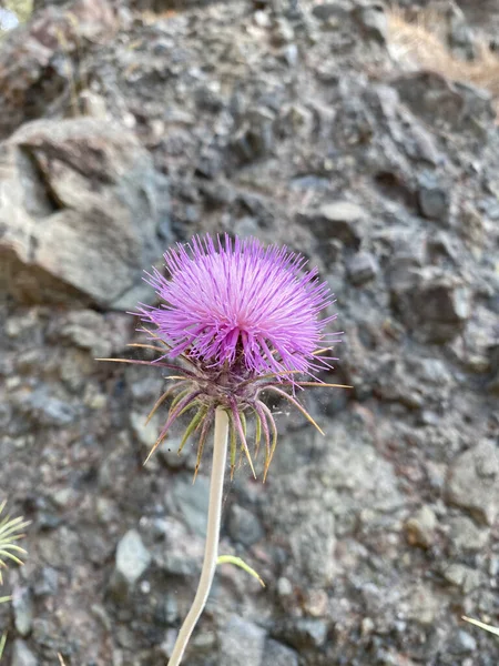 Een Paarse Kardoon Cynara Cardunculus Bloei Een Plot Van Kardoenen — Stockfoto