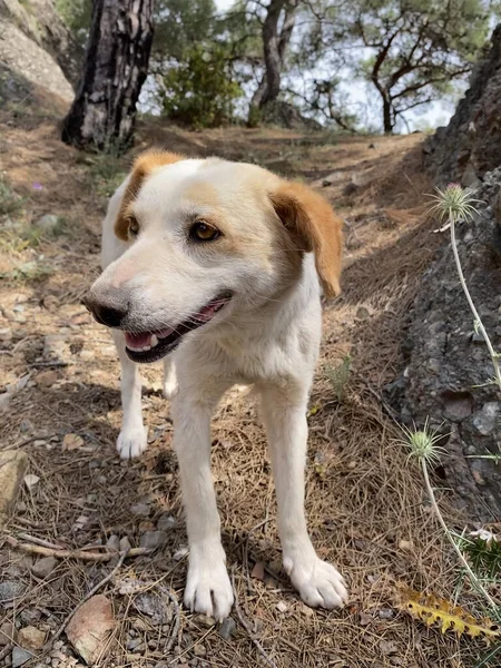 Köpek dağlarda güzel bir manzaraya bakar. Sıradan bir melez köpek, güneşli bir günde dağların arka planına bakarak oturur.