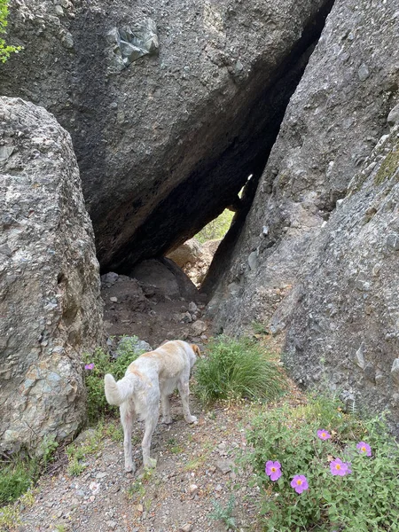 Hund Sieht Eine Schöne Aussicht Die Berge Einem Sonnigen Tag — Stockfoto