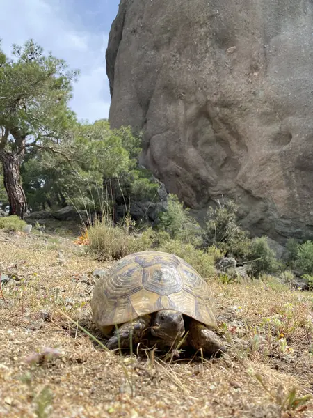Türkiye dağlarında yaz mevsiminde kara kaplumbağası, kapat