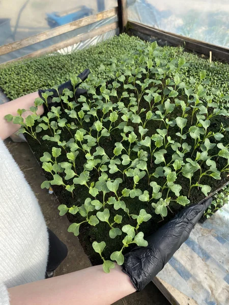 Çiftlikteki küçük lahana sebzesi. Bahçıvan, organik çiftlikte inceleme için lahana yaprağı tutuyor..