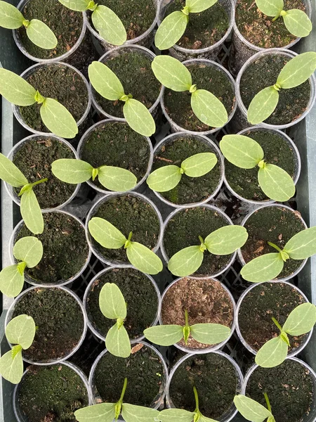 Salatalık tohumları. Sebze filizleri. Kabak filizleri kabakların içinde yetişiyor. Salatalık fideleri yetiştiriyor. Tarım ve organik tarım. Taze yeşil sebze fidanları..