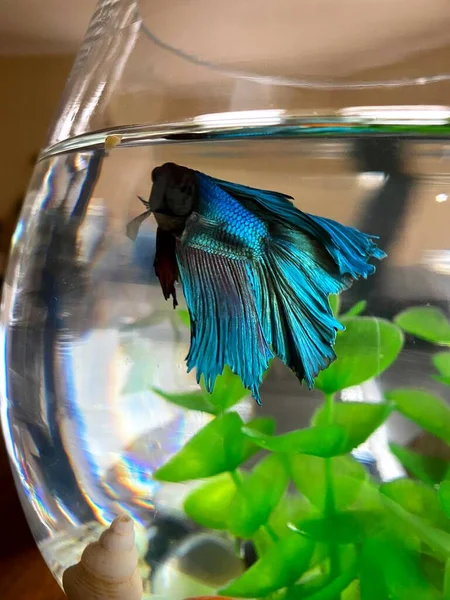 Akvaryumda bir balık horozu var. Yaklaş. Açık arkaplanda akvaryum balık horozu