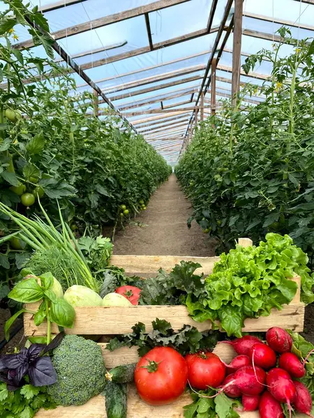 温室内の野菜と箱 庭の野菜でいっぱいのバスケット ロイヤリティフリーのストック写真