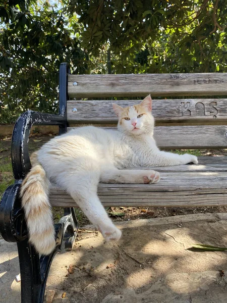 Yetişkin bir kedi bankta oturur ve kameraya bakar. Türkiye 'de kedi. Evsiz Şirin Kedi. Türk Angora kedileri.
