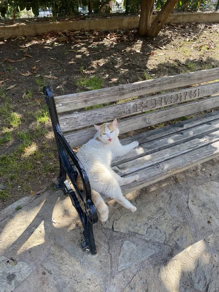 Een Volwassen Kat Zit Een Bankje Kijkt Naar Camera Kat — Stockfoto