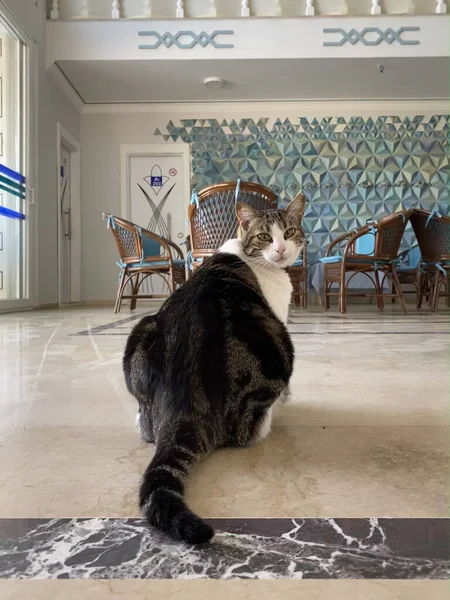 Sevimli kedi üzgün gözlerle kameraya doğru bakıyor..