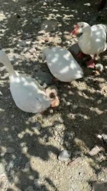 Suda duran bir kaz görüntüsü