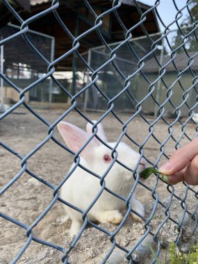 Çiftlikteki tavşan. Kafesteki beyaz tavşan. Hayvanlara ilgi ve sevgi. 