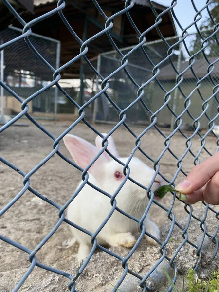 Кролик Ферме Белый Кролик Клетке Уход Любовь Животным — стоковое фото