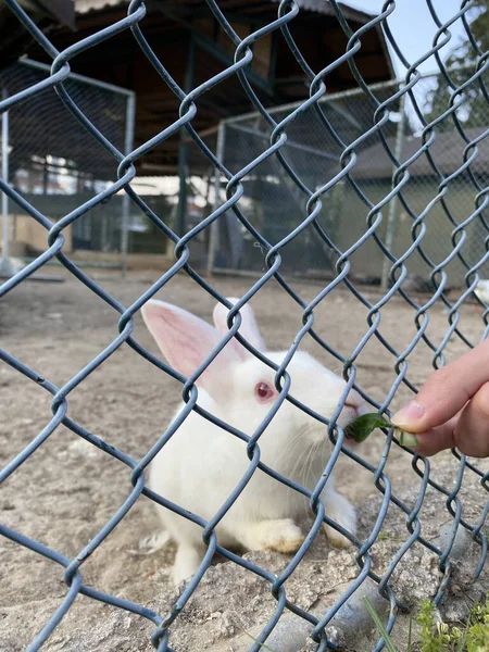 Lapin Ferme Lapin Blanc Cage Soin Amour Des Animaux Concept — Photo