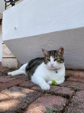 Sokaktaki muhteşem kediler. Antalya, Kemer 'deki eski şehrin sokaklarında dolaşan bir kedi. Kedi yakından bak.