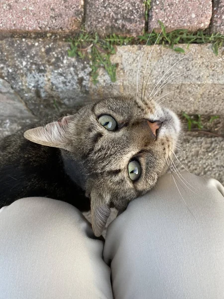 Wunderbare Katzen Auf Der Straße Katze Streift Durch Die Straßen — Stockfoto