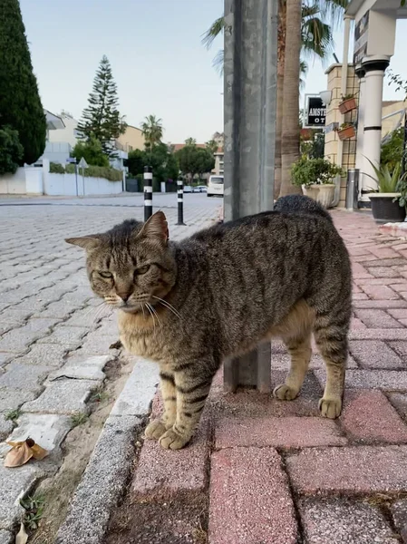 Чудесные Кошки Улице Кот Бродит Улицам Старого Города Кемере Анталья — стоковое фото