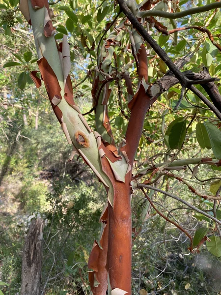 Ağaçların, ormanların ve muhteşem ormanların fotoğrafları. Peri masalı ormanı