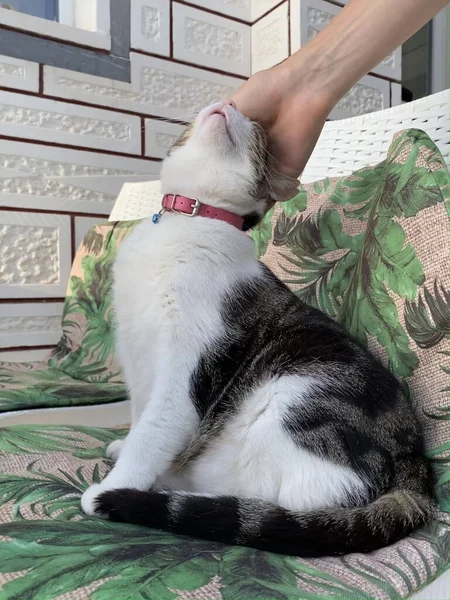 Csodálatos Macskák Vannak Utcán Cat Kóborol Régi Város Utcáin Kemerben — Stock Fotó