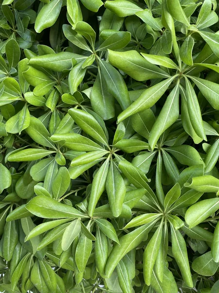 Bahar mevsiminde sabah taze yeşil yapraklar. Arkaplan için yeşil yapraklar