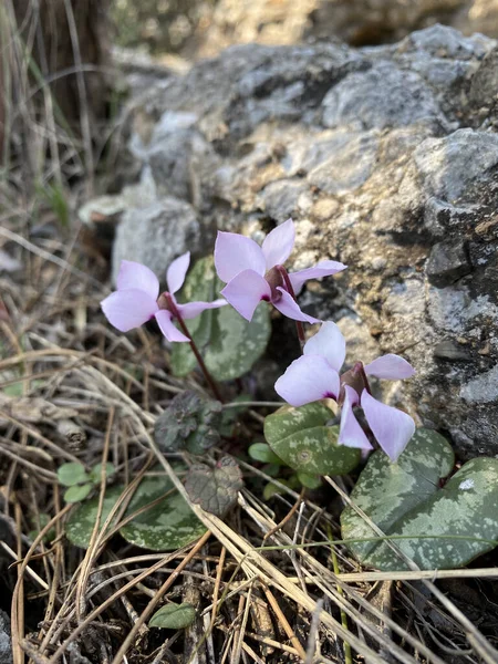 Calochortus Invenustus Pianura Mariposa Lelie Turkse Flora Canyon — Stockfoto