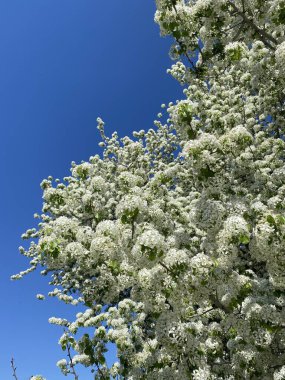 Beyaz çiçek. Çitin çitinden bir çiçek manzarası. Çiçek açan kiraz ağaçları manzara ve festivaller için mükemmeldir.. 