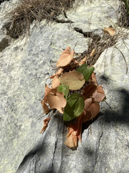 Plantera Klippan Planta Som Växer Sprickan Klippa — Stockfoto