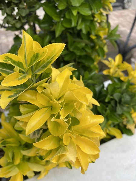 Bahar Çiçekli Style Garden Sarı Gevşek Çiçekler Bahçede — Stok fotoğraf