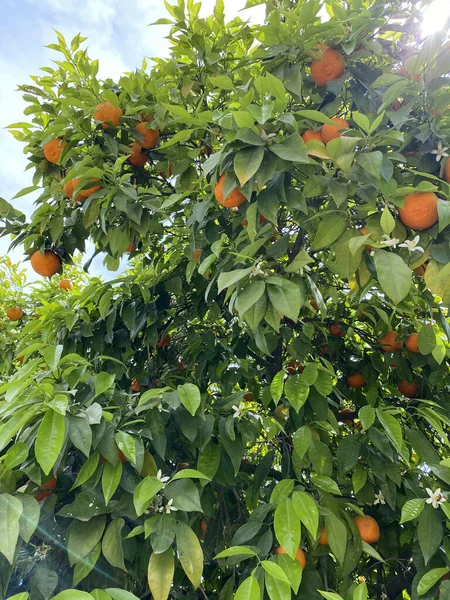 Bitter Summer oranges that grow in Antalya, Turkey. Orange tree loaded with fresh fruit ready to pick
