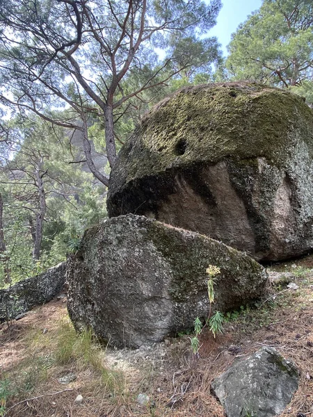Ormandaki dev dengeleyici kaya. Arkadaki Ağaçlarla Güzel Bir Ormanda Kayalıklardaki Büyük Kaya.