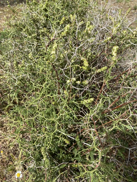 Çalı dokusu. Çalılıklar - Antalya Çapı, Türkiye.