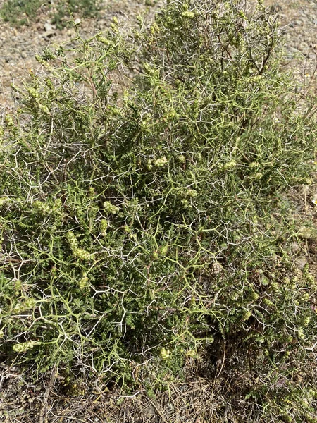 Strauchtextur Sträucher Sorten Von Antalya Türkei — Stockfoto