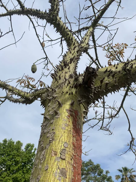 Ceiba Tree Kapok Stromy Mají Velké Ošklivé Trny Pochote Hermoso — Stock fotografie