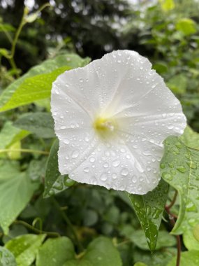 Beyaz Japon düğümü, nam-ı diğer sarmaşıktaki sabah çiçeği. beyaz sabah zaferi