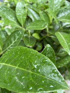Yağmurdan sonra yaprakların üzerindeki su damlacıkları çok güzel işaret fişeğine sahiptir. Su damlaları olan yeşil çiçek yaprakları.