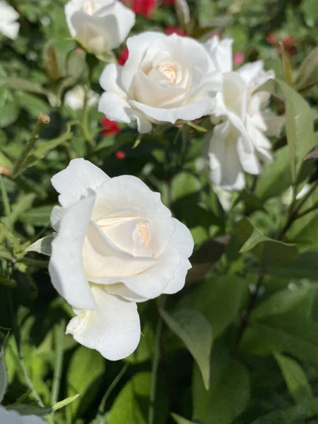 Hermosa Rosa Blanca Bush Hermosas Rosas Jardín Hermosas Rosas Blancas —  Fotos de Stock