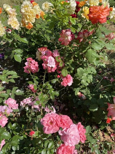 Primer Plano Ternura Rosa Fondo Flores Color Suave Estilo Borroso —  Fotos de Stock